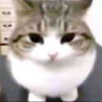 <b>제이팝</b> ㅊㅊ 부탁합니긔