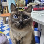 [방탈죄송] [도와주세요] 재판 기일 조작 증거가 있는데 수사를...