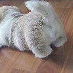 시고르자브종 2등신 새끼강아지들 임보하는데ㅠ