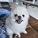 카광 강아지 넘모 귀엽긔<b>윤</b>