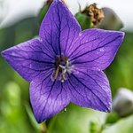 [꽃사진] 도라지꽃