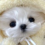 <b>백구</b> 보고프면