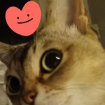 [고양이] 사랑 <b>그자체</b>