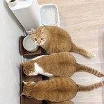 넘오