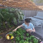 <b>텃밭</b>에서 호박 따는 이영애…소탈한 여름 일상 [N샷]