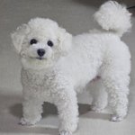 <b>강아지</b>