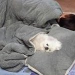 <b>최고</b>의사진