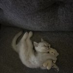 <b>낮잠</b> 때리고