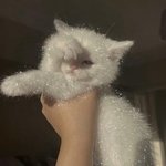나 고양이 그런거 아니야