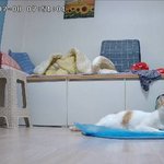 나의 동거묘 <b>도칠</b>이와 집사이야기