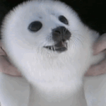 나