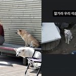 투병 끝에 반려견 떠나보내…"잘 가라 우리 석삼이" [<b>MD</b>스타]