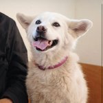 이효리, '암 투병' <b>반려</b>견 떠나보냈다