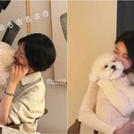 옆에 또 예쁜 애"…송혜교·<b>수지</b> 또 만났다→따로 또 같이 반려견샷