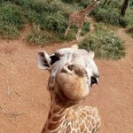 토달볶이 진짜 건강한 <b>음식</b>임