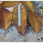 [하고싶은말] 추풍<b>낙엽</b>