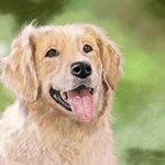 [어케생각해] <b>취미</b>로 그린 골든 리트리버 그림