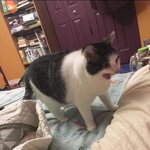 혐리의 <b>법칙</b>