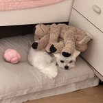 강<b>아디</b>~~~~~~