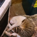 <b>야옹</b>이 실종 사건...