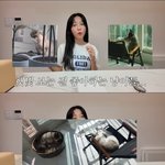 [<b>POP</b>이슈]쯔양, 반려묘 유기 의혹 해명 “부모님이..다시 데려오기...