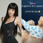 한예슬 "직원 실수로 반려견 추락"…두 달 지났지만 여전히 깁스