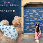 한예슬, <b>낙상</b>사고 반려견 근황 “1차 플레이트 제거 수술, 2차까지...