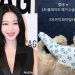 한예슬, <b>낙상</b> 사고 당한 반려견 근황…"1차 제거 수술했어요"...