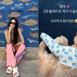 한예슬, 앞다리 골절 반려견 근황 공개..1차 수술 완료