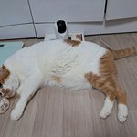 나의 동거묘 <b>도칠</b>이와 집사이야기 2