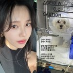 '박성광' 이솔이, 마음 아픈 소식 "<b>광복</b>이, 갑작스러운 폐수종