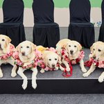 김예지 의원 안내견 ‘조이’의 은퇴식...후임으로 ‘태백’이 임명