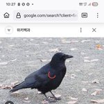 오오 새까만 영험한 <b>오산</b> 까악까악 까마귀신