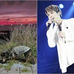 "故<b>종현</b> 품에 잘 도착하길"...반려견 루도 무지개 다리 건넜다...