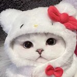 나 보고<b>시퍼</b>?