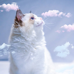 [레이] 베리레드톡)