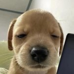 조카 이상한 <b>개꿈</b> 꿧음