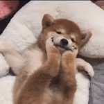 <b>신나</b>죽갯새