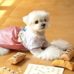 다이소에서 나온 <b>강아지</b> 한복 뭐임