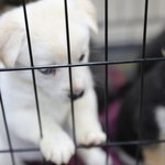 유기<b>동물</b> 신고는 또 다른 <b>동물</b> 학대?