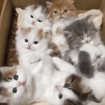 <b>헤이</b>