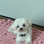 작은 너를 보며 미안함이 밀려온다”…남보라, 무거운 마음→강아지...