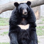 지리산에 반달곰 풀어놓는거 어떻게생각해?
