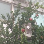 [드루와] 와 나 길가면서 석류나무 <b>처음봄</b>;;