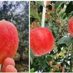 사과 좋아하나요??