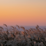 [여행정보] 10월 <b>제주</b>, 가을빛으로 물든 섬에서의 완벽한 힐링