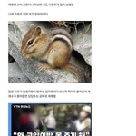 고양이 귀여워서 지켜야된다 <b>vs</b> 이건 아니다