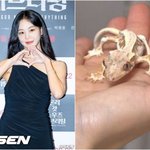 "도마뱀 특성<b>vs</b>동물학대" 한지은, 반려 도마뱀 ‘동물학대’...