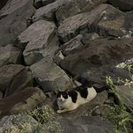 <b>새침</b>한 고냥이