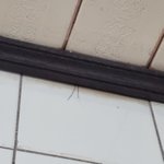 집에 <b>귀뚜라미</b> 등장